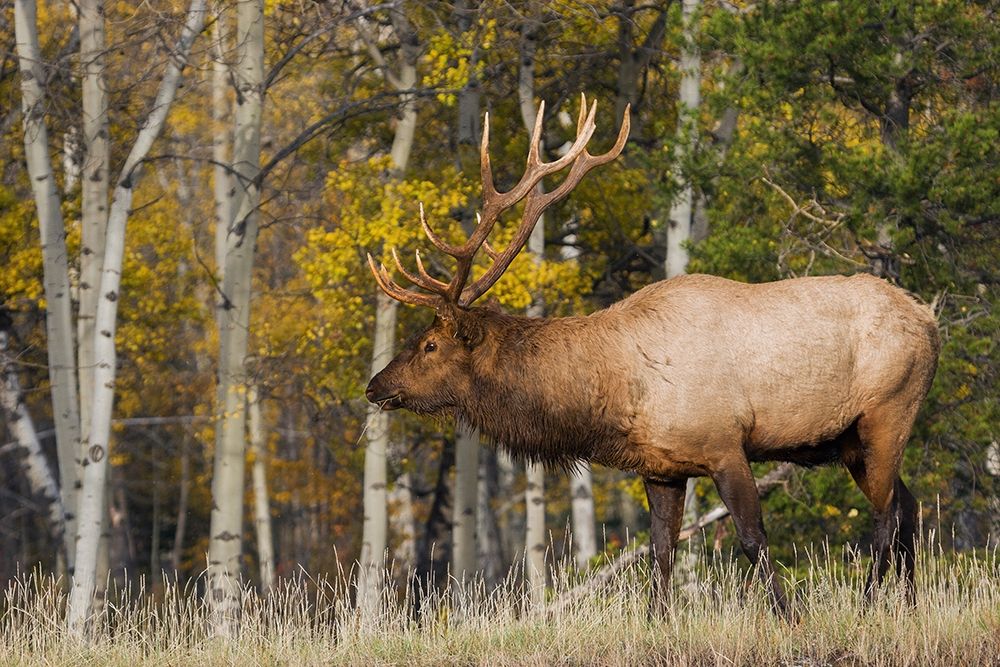 Bull Elk-autumn aspens